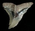 Hemipristis Shark Tooth Fossil #4323-1